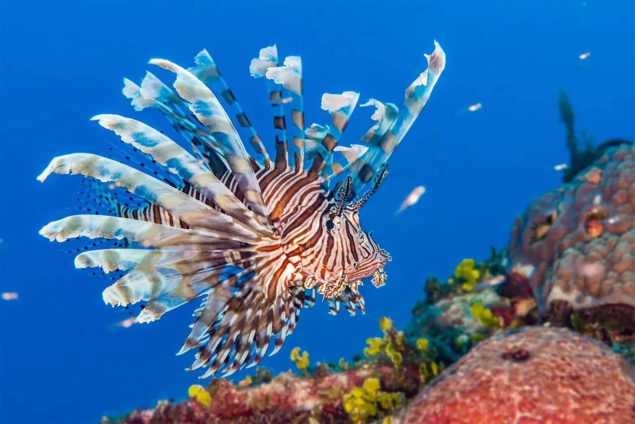 Lionfish: The Beautiful Menace You Should Definitely Eat
