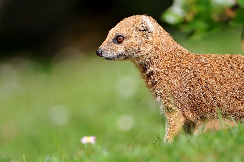 The Mongoose: An Unwanted Visitor Turned Island Regular